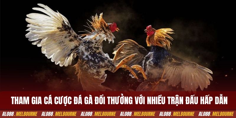 Tham gia cá cược đá gà đổi thưởng với nhiều trận đấu hấp dẫn