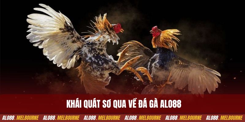 Khái quát sơ qua về đá gà alo88