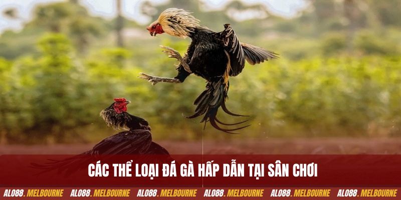 Các thể loại đá gà hấp dẫn được nền tảng cung cấp