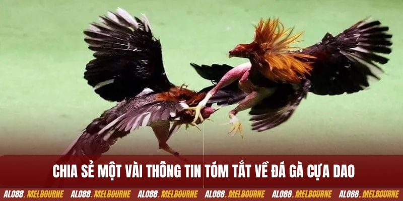 Chia sẻ một vài thông tin tóm tắt về đá gà cựa dao