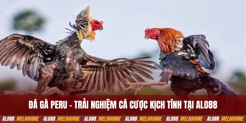 Đá gà peru - Trải nghiệm cá cược kịch tính tại alo88