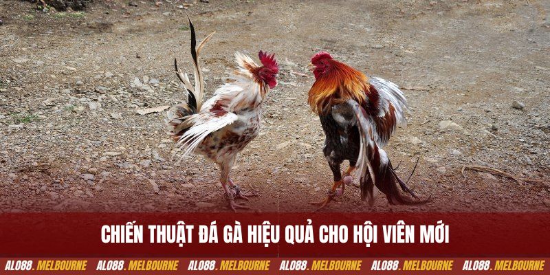 Chiến thuật đá gà hiệu quả cho hội viên mới
