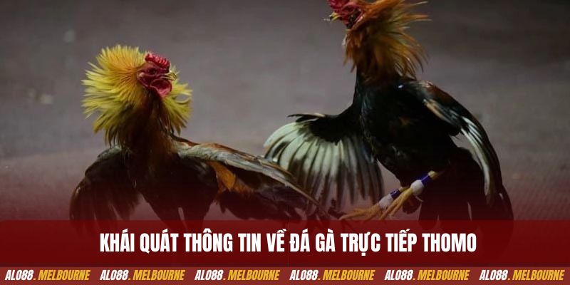 Khái quát thông tin về đá gà trực tiếp thomo