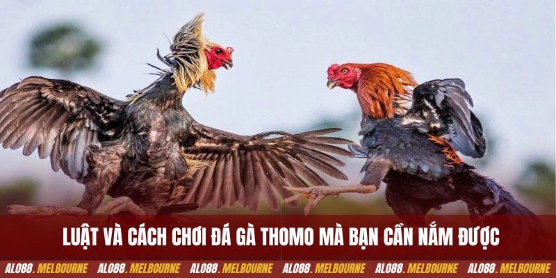 Luật và cách chơi đá gà thomo mà bạn cần nắm được